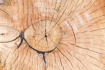 Background of the transverse cut of the walnut tree trunk