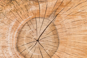 Background of the transverse cut of the walnut tree trunk