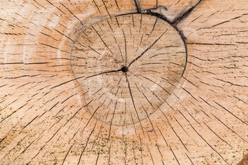 Fototapeta premium Background of the transverse cut of the walnut tree trunk