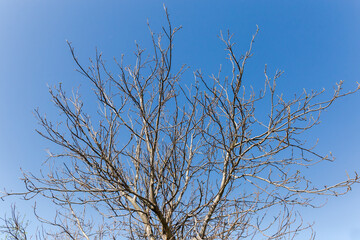 Top of walnut tree without leaves against the sky