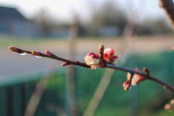 A young branch with cherry blossoms in the early morning of Ukrainian spring	
