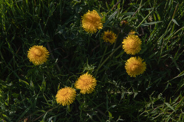 Yellow dandelions in the green grass on a sunny day. Beautiful flowers of yellow dandelions on a spring day in a meadow in the sunlight. Dandelions in the grass. Spring mood. Green spring background.
