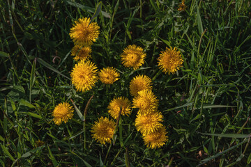 Yellow dandelions in the green grass on a sunny day. Beautiful flowers of yellow dandelions on a spring day in a meadow in the sunlight. Spring mood. Green spring background. Dandelions in the grass.