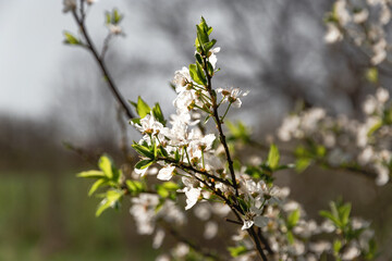 A branch of a blooming fruit tree on a blurred natural background. A spring branch of a tree blooming with white flowers. White flowers on a tree branch on a sunny day. Spring flowers. Selective focus