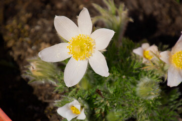pulsatilla alba young plant with single flower in the early spring season