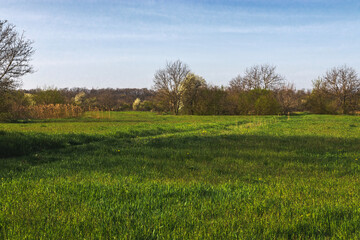 A green field under a blue sky. A green grass meadow with a forest of trees against a blue cloudy sky. Green meadow and blue sky. Spring landscape with a green field and trees in the distance.