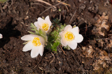 pasqueflower alba with bright white petals little plant in march in germany