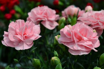 母の日プレゼント　カーネーション（Carnation）ピンク色