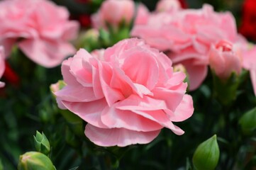 母の日プレゼント　カーネーション（Carnation）ピンク色