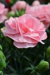 母の日プレゼント　カーネーション（Carnation）ピンク色
