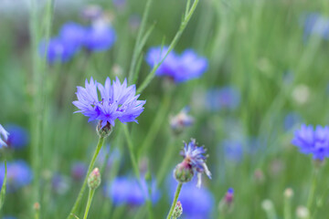 Blue Cornflowers on the background of a green meadow
