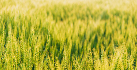 夕日に輝く色づき始めた小麦畑