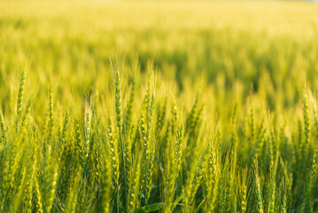 夕日に輝く色づき始めた小麦畑