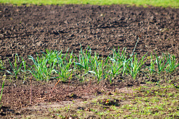 Young onions in a bed of native soil	
