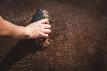 Fellpflege (Pferd, Pony)