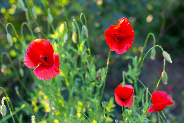 Obraz premium Blooming red poppy flower on summer meadow.