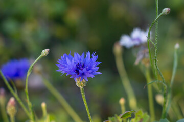 Blue Cornflowers on the background of a green meadow
