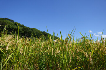 秋の稲穂
