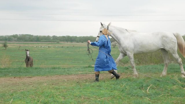 veterinarian checks horse, limping on front leg. lame