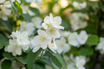 Obraz na płótnie Canvas branch of white jasmine flowers in the garden on green leaves background.