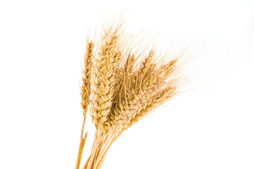 ripe wheat ears isolated on white background.