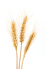ripe wheat ears isolated on white background.