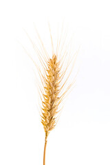 a ripe wheat ear isolated on white background.