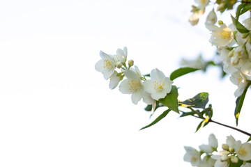 Fototapeta premium branch of white jasmine flowers in the garden on light background.