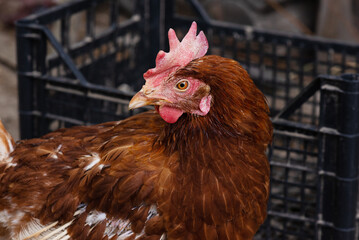 Portrait of a chicken in the poultry yard.
