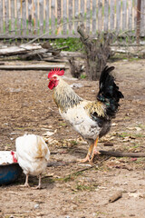 Rooster with chicken in the poultry yard.