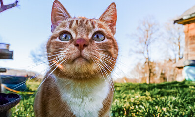 Ginger cat with blue eyes on the grass in the village