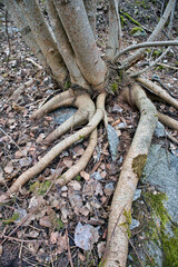 Exposed tree roots in forest