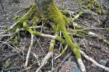 Obraz premium Exposed tree roots in forest