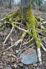 Exposed tree roots in forest