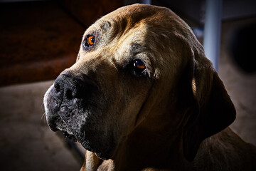 Portrait of a sad, calm dog, family friend, dominator