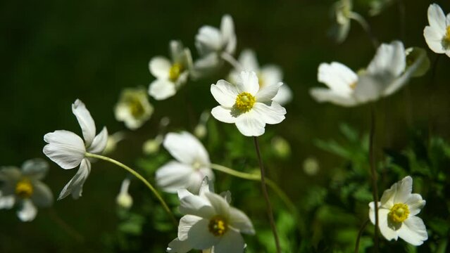 Anemone Hupehensis white flowers blooming in the garden, Anemone Japonica.