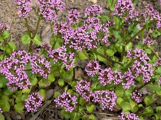 African valerian, Fedia cornucopiae