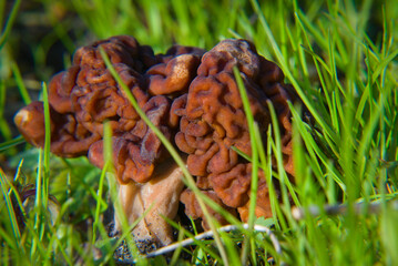 Spring mushroom - lines in the green grass. An inedible mushroom.