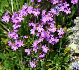 Alpine Balsam, Erinus alpinus