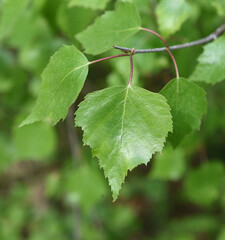 Birch tree, birch betula