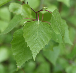 Obraz premium Birch tree, birch betula