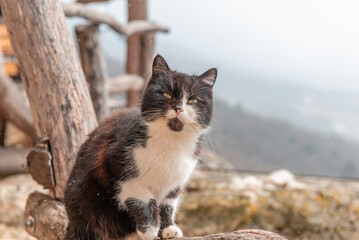 A tricolor cat with yellow eyes looks into the camera lens