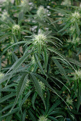 Naklejka na ściany i meble Blooming cannabis bush. Fresh marijuana plant. Green hemp buds