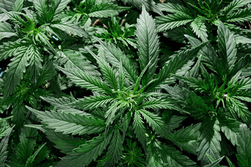 Cannabis CBD plant close up. Layout of fresh marijuana leaves, blooming bush background, top view,...