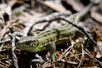 A lizard among the branches and moss on the edge of the forest. The nature of the northern forest and the green, spotted lizard.