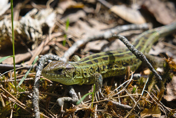 Naklejka na ściany i meble A green lizard basks in the sun among branches and moss. Forest dwellers. Ecology and forest. Reptiles in the forest.