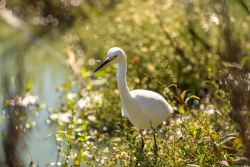 Snowy egret (Egretta thula) stands on the shore of the lake.