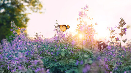 beautiful butterflies on purple flowers in summer garden, sunny natural abstract background....
