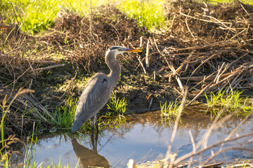 Great blue heron (Ardea cinerea) stands in a stream. © Olga