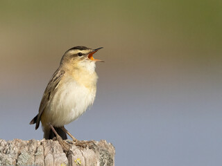 Sedge warbler in natural habitat